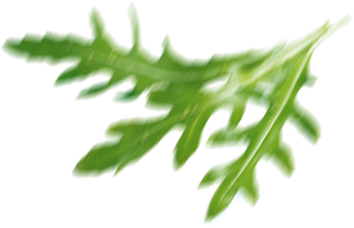 rukola